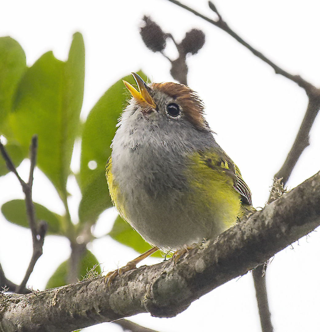 image Chestnut-crowned Warbler
